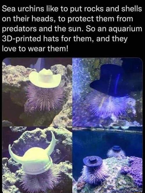 Sea Urchins Like To Put Rocks And Shells On Their Heads To Protect