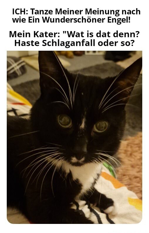 ICH Tanze Meiner Meinung Nach Wie Ein Wunderschoner Engel Mein Kater