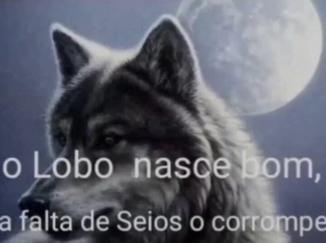 O Lobo Nasce A Falta De Seios O Co IFunny Brazil