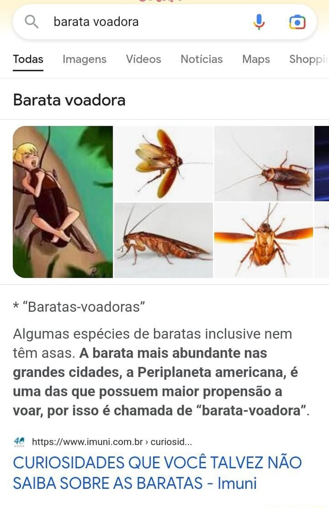 O barata voadora Todas Imagens Vídeos Notícias Maps Shop Barata