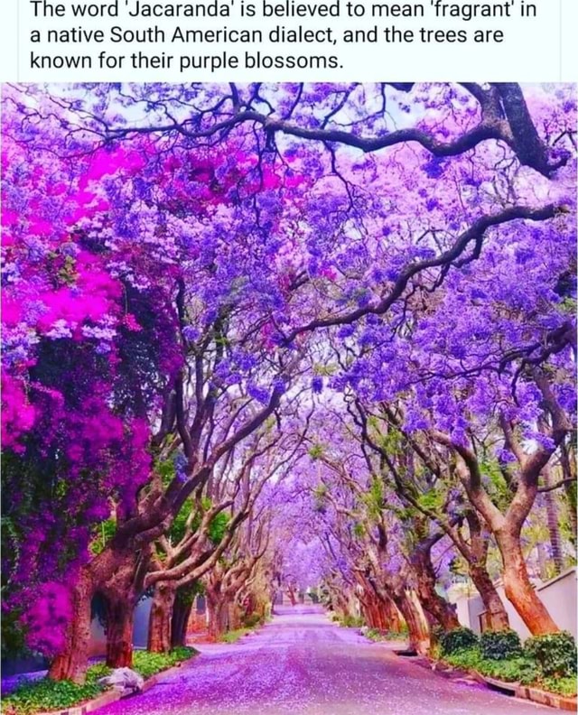 The Word Jacaranda Is Believed To Mean Fragrant In A Native South