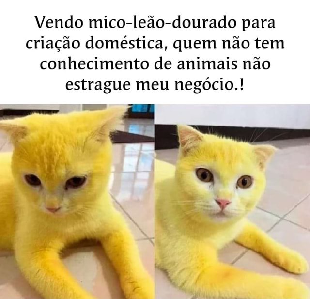 Vendo mico leão dourado para criação doméstica quem não tem