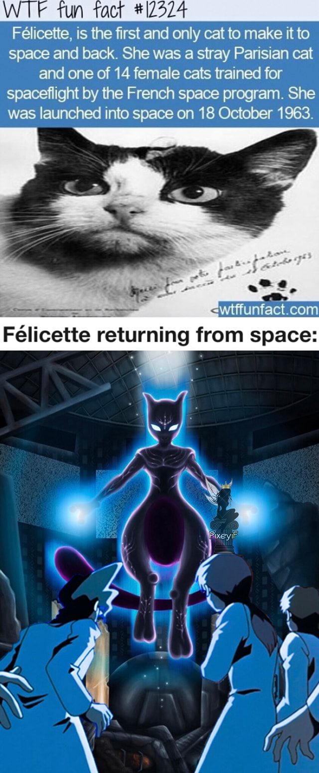 Wtf Tun Tact Flicette Is The First And Only Cat To Make It To