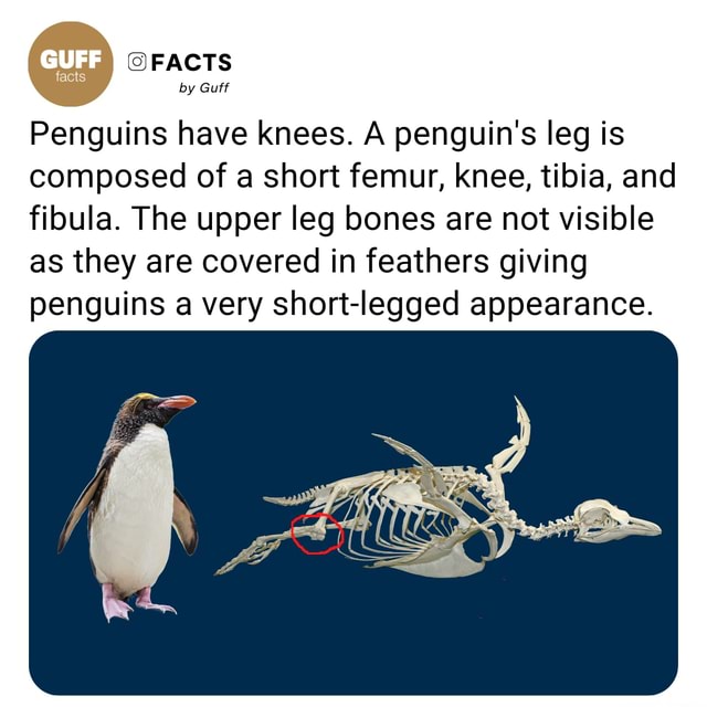 FACTS Facts By Guff Penguins Have Knees A Penguin S Leg Is Composed Of