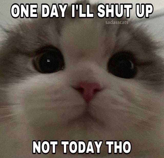 Cat Meme ONE DAY I LL SHUT UP NOT TODAY THO IFunny