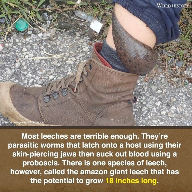 WEIRD HISTORY Most Leeches Are Terrible Enough They Re Parasitic Worms That Latch Onto A Host