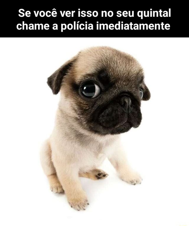 Se você ver isso no seu quintal chame a polícia imediatamente seo title