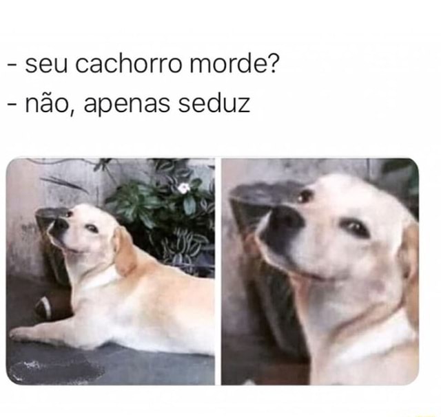 Seu Cachorro Morde N O Apenas Seduz Ifunny Brazil