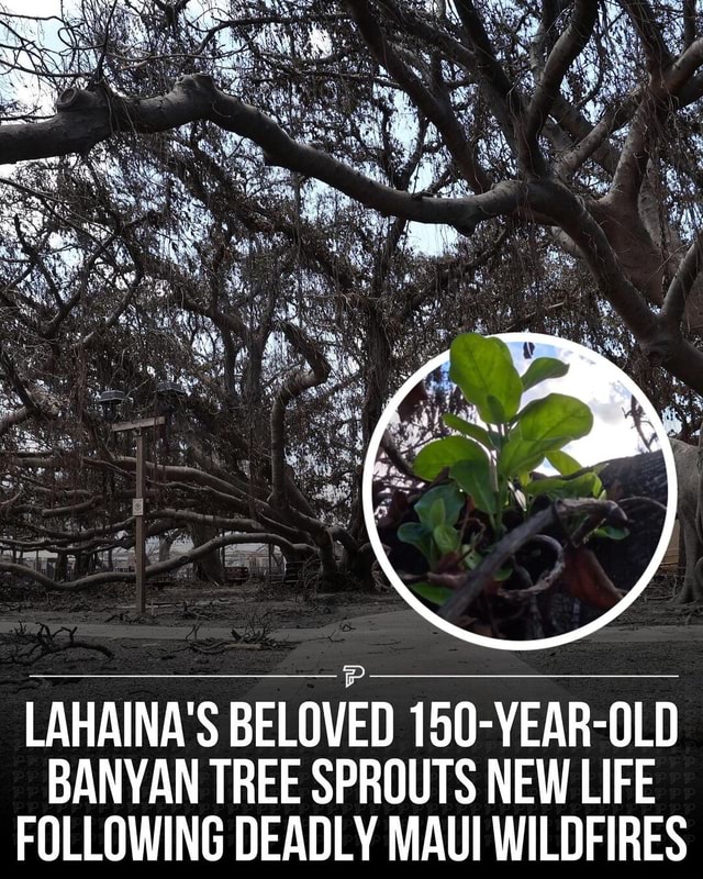 Lahaina S Beloved Year Old Banyan Tree Sprouts New Life Following