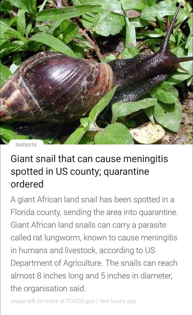 Giant Snail That Can Cause Meningitis Spotted In Us County Quarantine