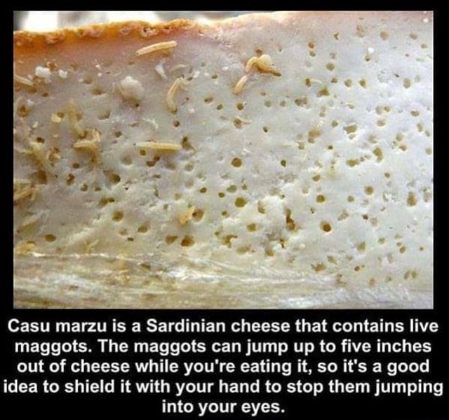 Casu Marzu Is A Sardinian Cheese That Contains Live Maggots The