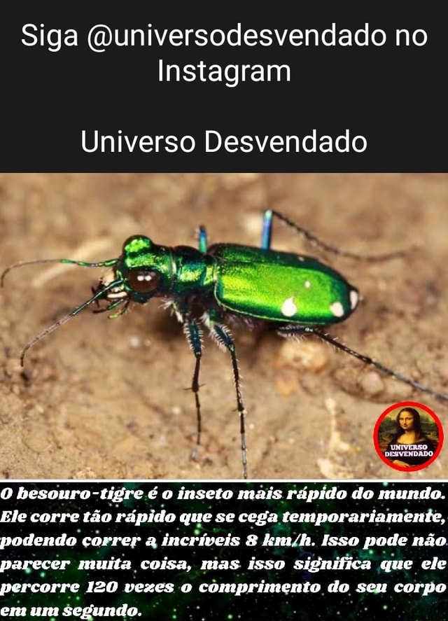 Siga Quniversodesvendado No Instagram Universo Desvendado O Besouro