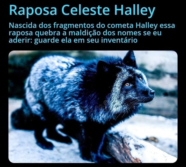 Raposa Celeste Halley Nascida Dos Fragmentos Do Cometa Halley Essa