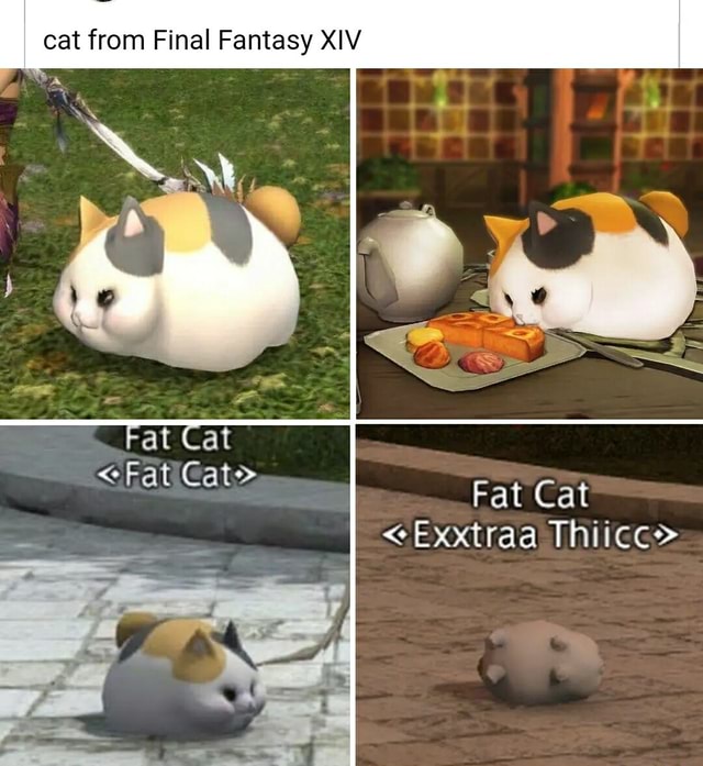 Cat From Final Fantasy Xiv Fat Cat Fat Gat Fat Cat Ii Ifunny