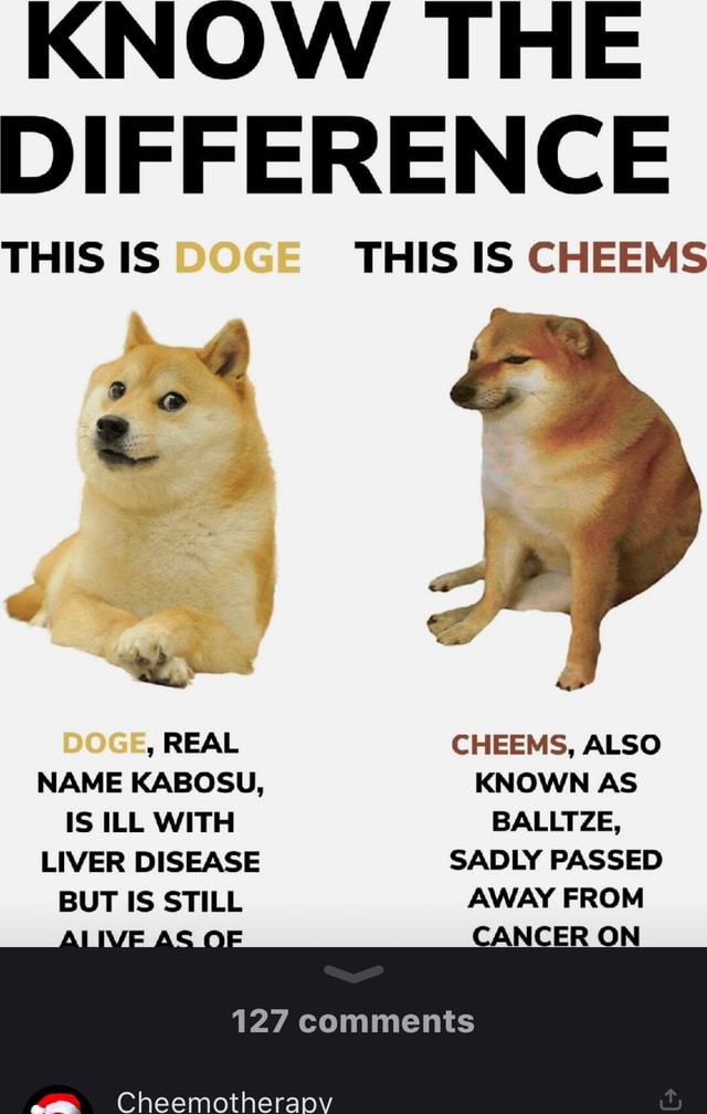 KNOW THE DIFFERENCE THIS IS THIS IS CHEEMS REAL CHEEMS ALSO NAME