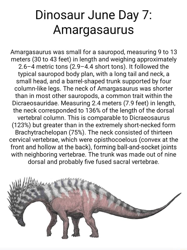 Amargasaurus Was Small For A Sauropod Measuring To Meters To