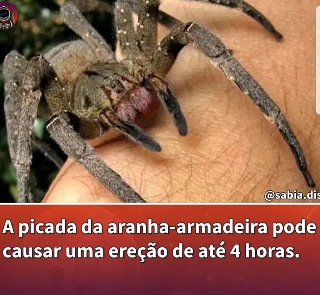 A Picada Da Aranha Armadeira Pode Causar Uma Ere O De At Horas