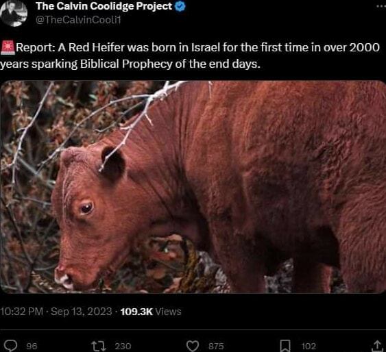 The Calvin Coolidge Project TheCalvinCootit Report A Red Heifer Was