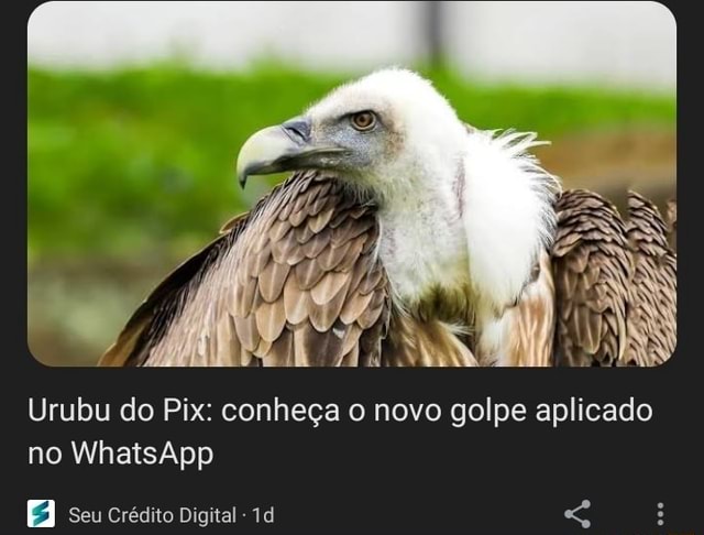 Urubu do Pix conheça o novo golpe aplicado no WhatsApp seu crédito