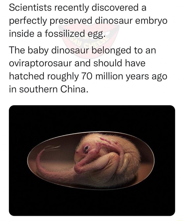 Scientists Recently Discovered A Perfectly Preserved Dinosaur Embryo