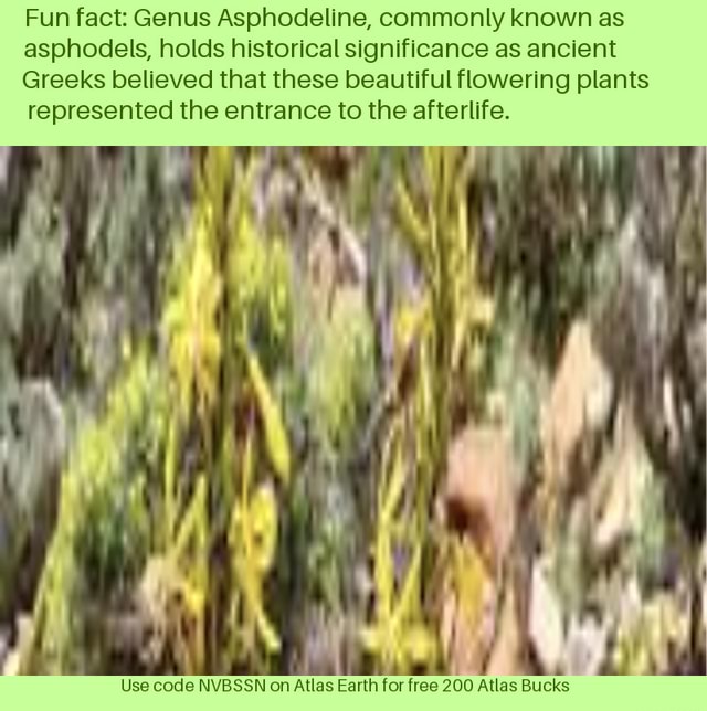 Fun Fact Genus Asphodeline Commonly Known As Asphodels Holds