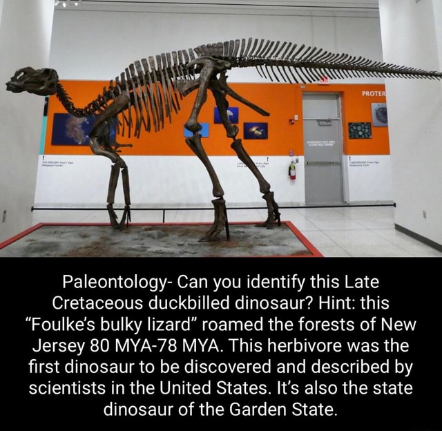 Paleontology Can You Identify This Late Cretaceous Duckbilled Dinosaur