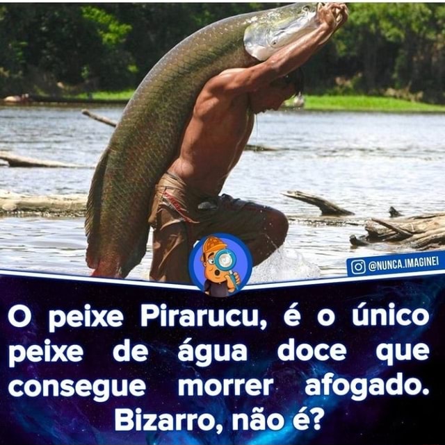 O peixe Pirarucu é o único peixe de água doce que consegue morrer