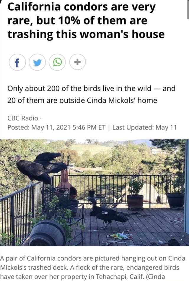 California Condors Are Very Rare But 10 Of Them Are Trashing This