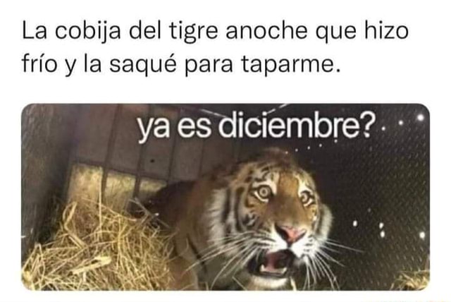 La Cobija Del Tigre Anoche Que Hizo Frio Y La Saqu Para Taparme Ya Es