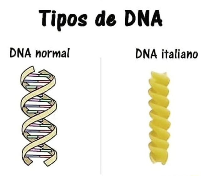 Tipos De Dna Dna Normal Dna Italiano Ifunny Brazil