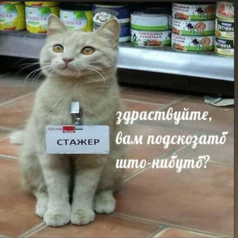 Кот стажер картинка