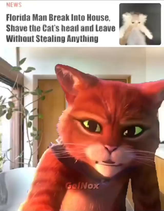 Florida Man Break Into House Shave The Cat S Heal And Leave Without