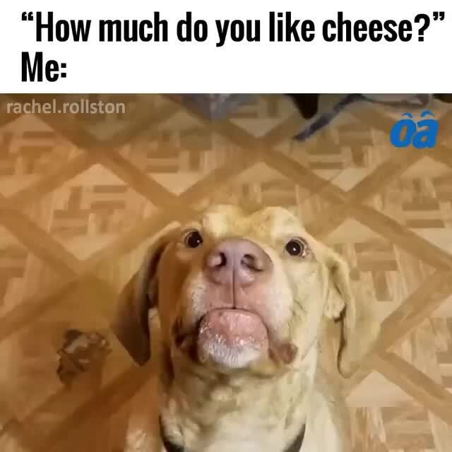 How Much Do You Like Cheese