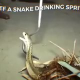 Featured image of post Snake Drinking Sprite