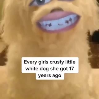 dog meme sheisty｜TikTok Search