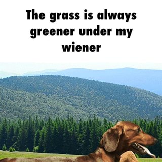 I He Grass Is Always Greener Under My Wiener Ifunny