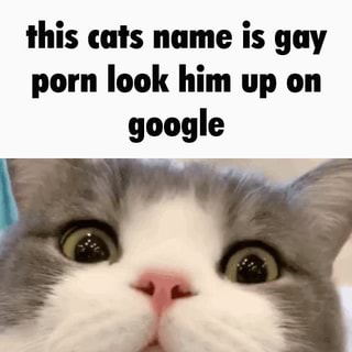 Gay Porn Cat - This cats name is gay porn look him up on google - iFunny