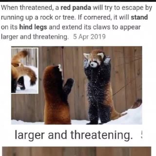 What The Hell When Threatened A Red Panda Will Try To Escape By Running Up A Rock Or Tree If Cornered It Will Stand On Its Hind Legs And Extend Its
