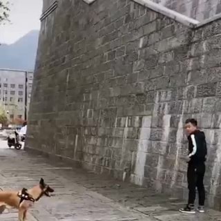 malinois jumping wall