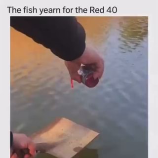 The fish yearn for red 40｜TikTok Search