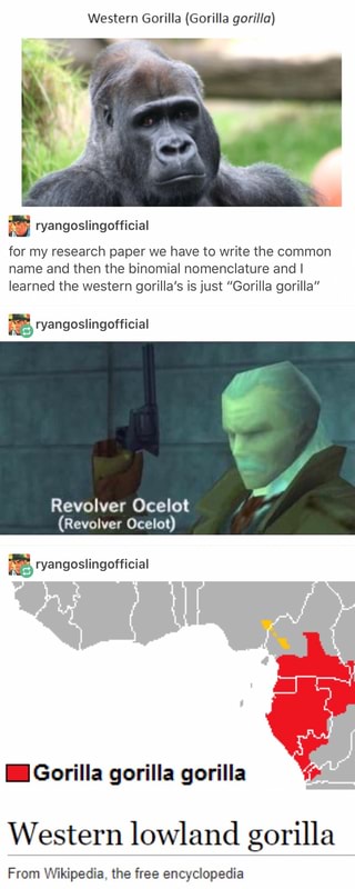 Mountain gorilla research image