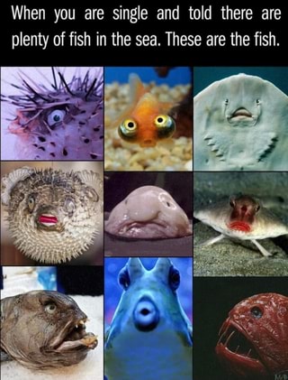 When you are single and told there are plenty of fish in the sea. These are the fish.
