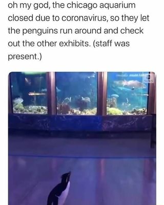 oh my god, the chicago aquarium
closed due to coronavirus, so they let
the penguins run around and check
out the other exhibits. (staff was
present.)