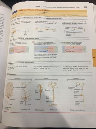 Chapter 1 Ua 1 Fundamentals of the Nervous System and Nervous Tissue