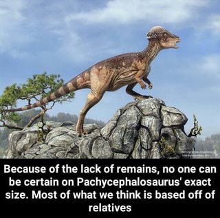 Pachycephalosaurus memes. Best Collection of funny pachycephalosaurus ...