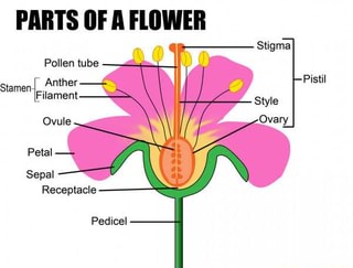 Anther. Pistil Sepal Receptacle Pedicel - Ifunny :)