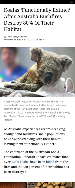 Koalas Functionally Extinct After Australia Bushﬁres Destroy 80