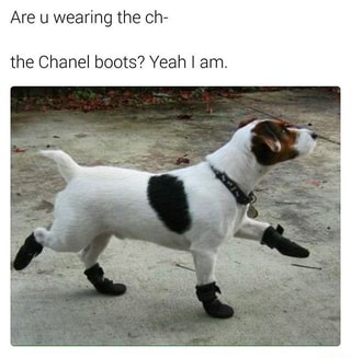 dog chanel boots