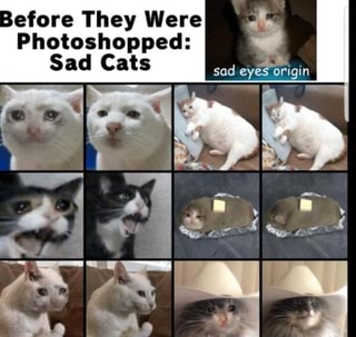 Before They Were I Photoshopped E Sad Cats Sad Eye Origin Ifunny - sad ragdoll roblox