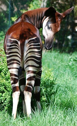 Okapi memes. Best Collection of funny okapi pictures on iFunny